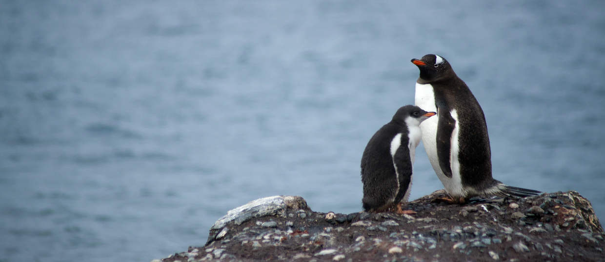 Highlights of Antarctica Expedition