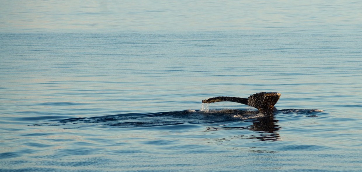 Antarctica – Beyond the Polar Circle – Whale Watching Cruise