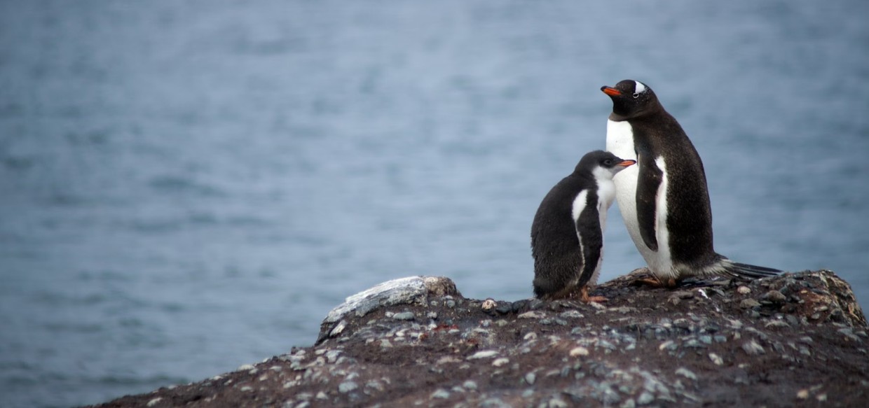 Antarctic Wildlife Adventure – 23 Days – 2026/2027 Cruise Season