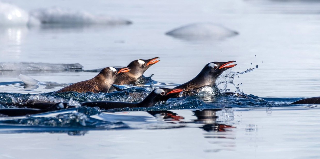 Antarctic Circle Expedition aboard Roald Amundsen