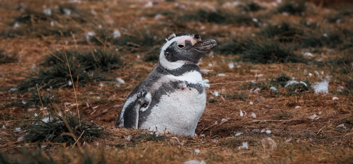 Antarctica & Falklands Expedition From Punta Arenas to Buenos Aires – Flight Included