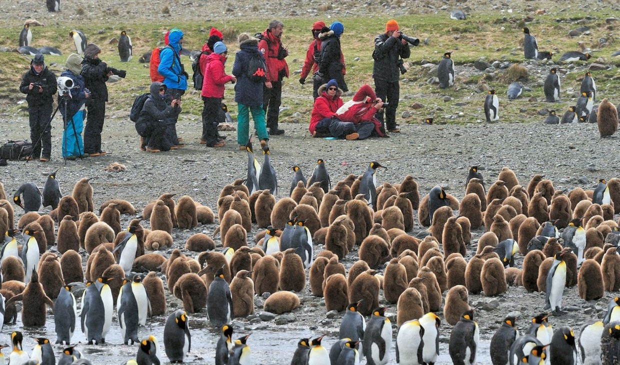 Falkland Islands – South Georgia – Elephant Island – Antarctica – Polar Circle