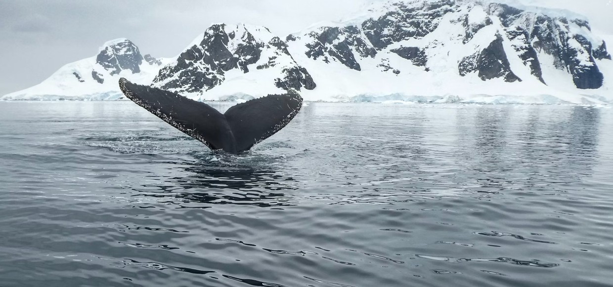 Antarctica – Whale Watching Cruise – In Search for the Giants of the Seas