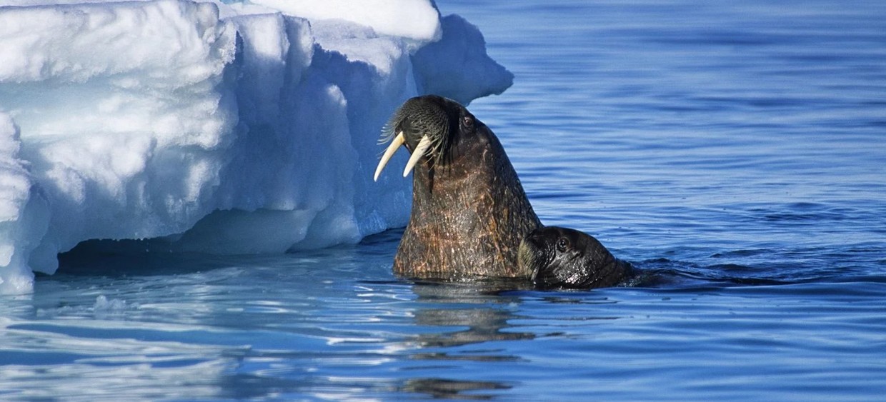 Arctic Canada and Greenland Expedition – Circumnavigating Baffin Bay