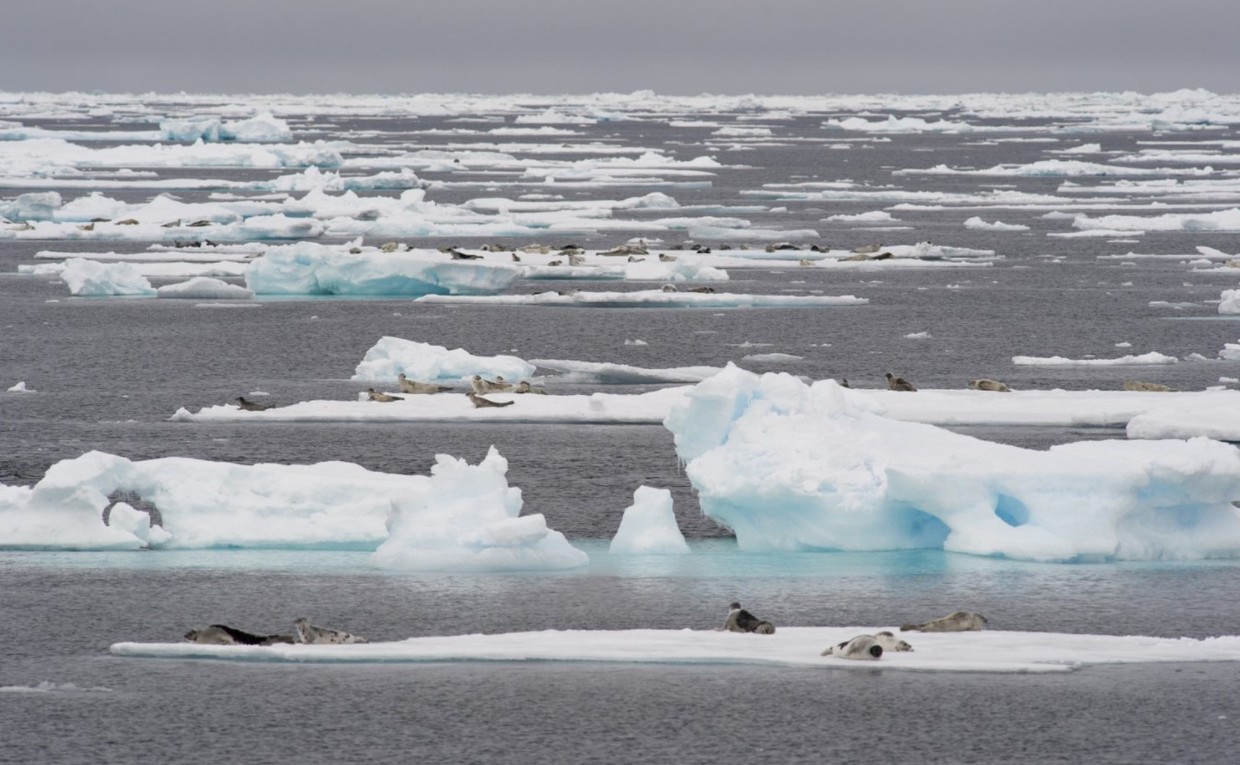 Arctic Ocean Expedition, Aberdeen – Fair Isle – Jan Mayen – Ice edge – Spitsbergen – Birding