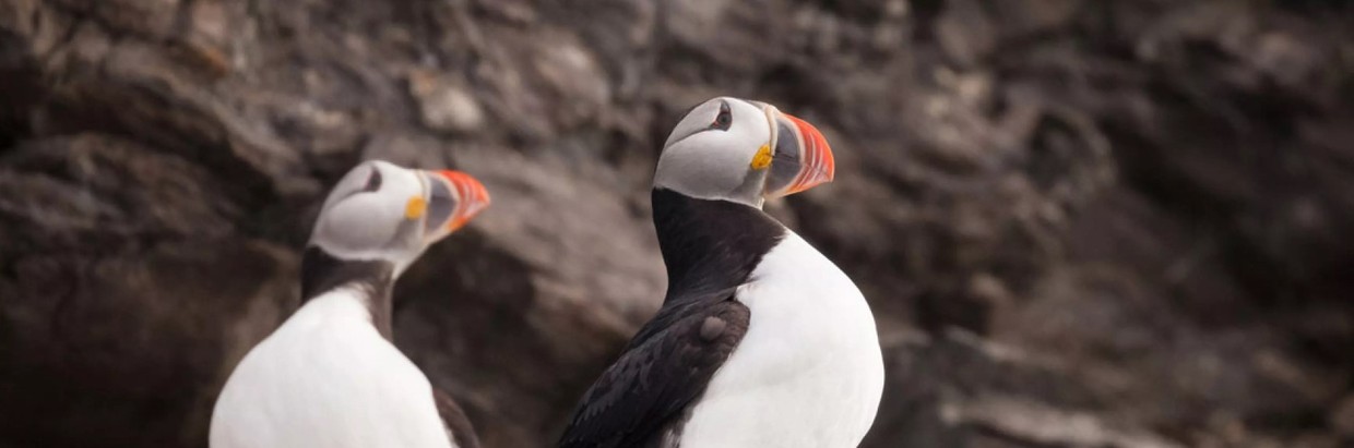 Arctic Saga: Exploring Spitsbergen via the Faroes and Jan Mayen