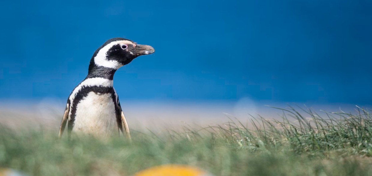 Best of the Southern Ocean – South Georgia & Falklands Photography Expedition