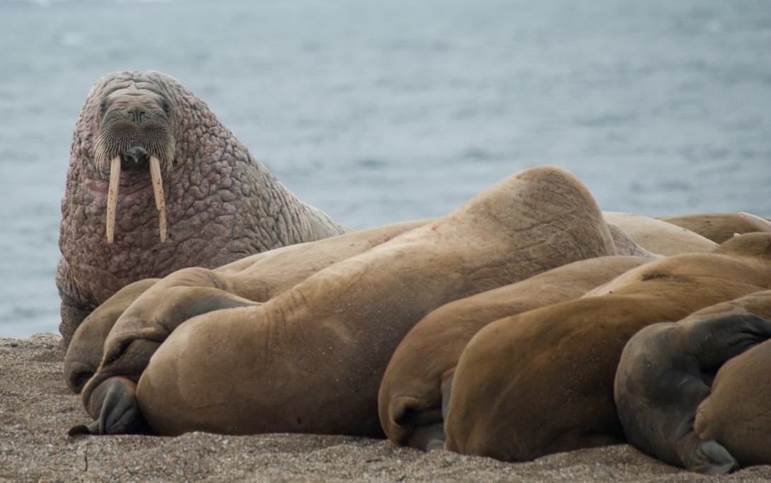 East Spitsbergen – Home of the Polar Bear, Including Long Hikes & Cleaning the Shores