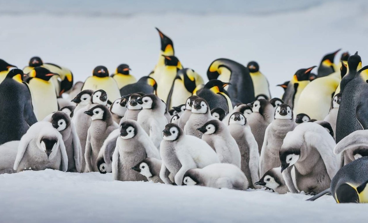 Emperor Penguin Quest – Expedition to Snow Hill – Antarctic Peninsula Cruise