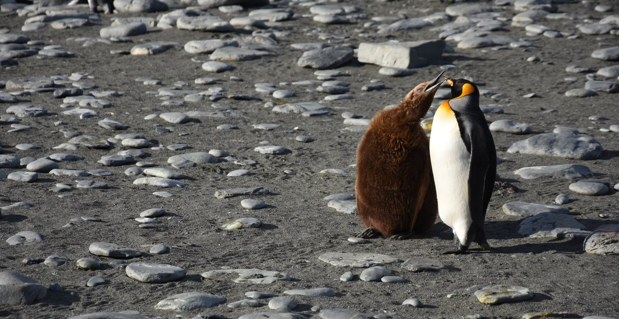 Falklands, S Georgia & Antarctica – Ushuaia to Ushuaia