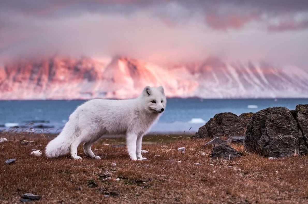 Ice Waterfalls, Wildlife & Arctic Colours Svalbard Autumn Photo Tour