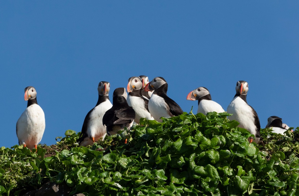 Iceland’s Westfjords & North Coast 7 Day Expedition Cruise