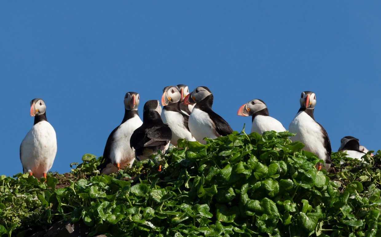 Iceland’s Westfjords & North Coast Expedition Cruise