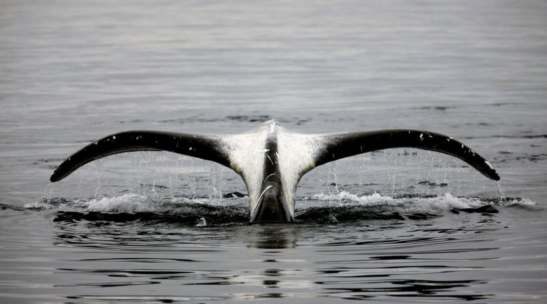 North Spitsbergen Expedition Cruise – In Pursuit of the Bowhead Whale