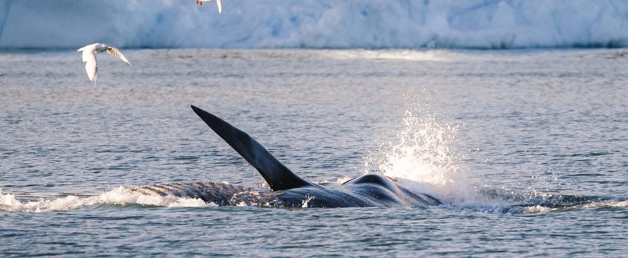 Solar Eclipse Expedition: Svalbard to Greenland – Where Wilderness Meets Wonder