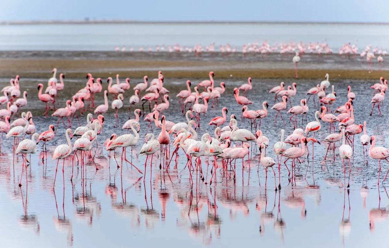 Puerto Williams to Walvis Bay – 24 Day Atlantic Ocean Luxury Expedition Cruise