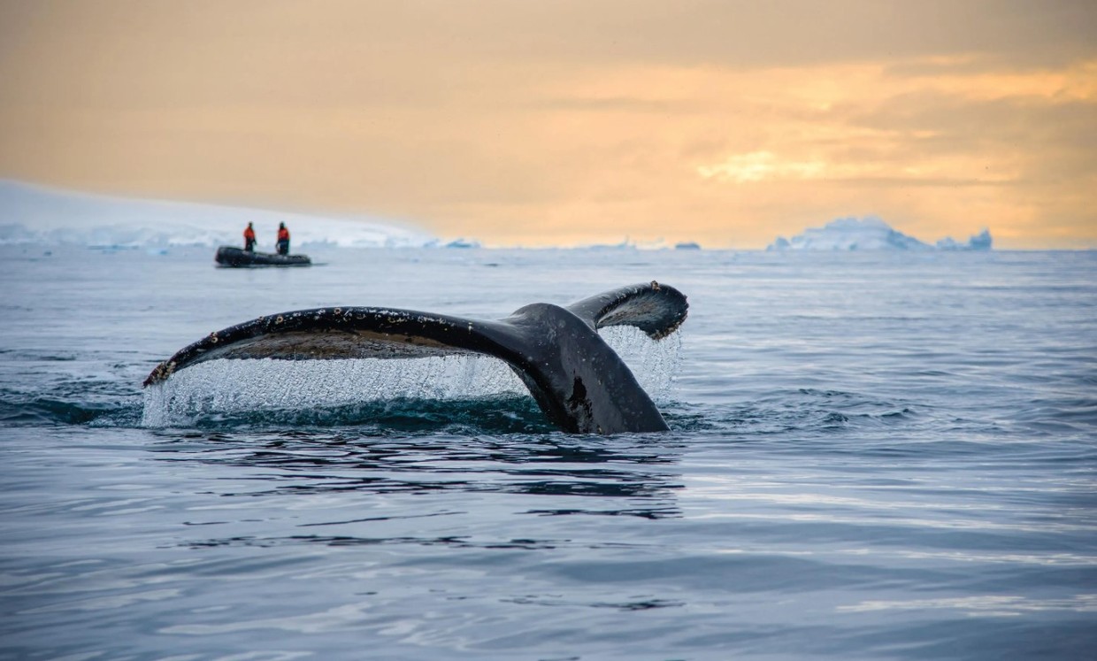 Quest for the Antarctic Circle – An In-Depth Exploration of the Antarctic Peninsula