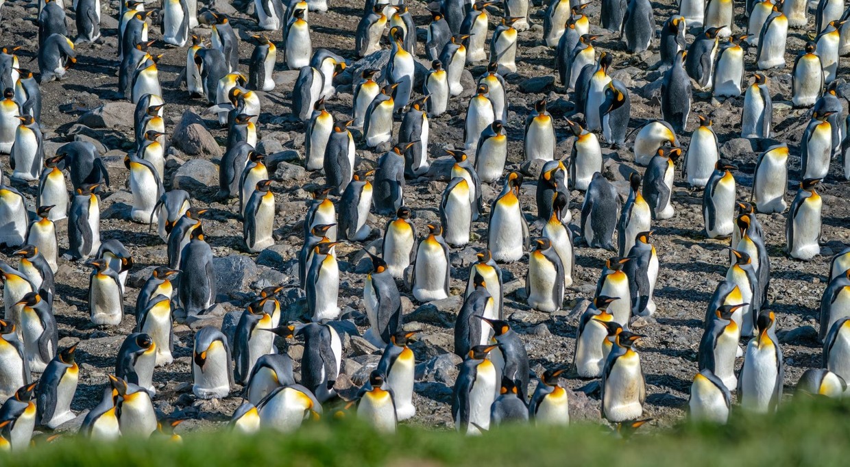 Remote Weddell Sea Explorer incl. South Georgia