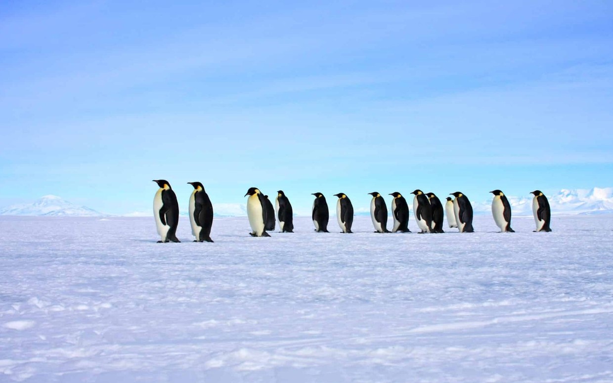 Ross Sea Odyssey – Deep South Expedition from Dunedin, New Zealand