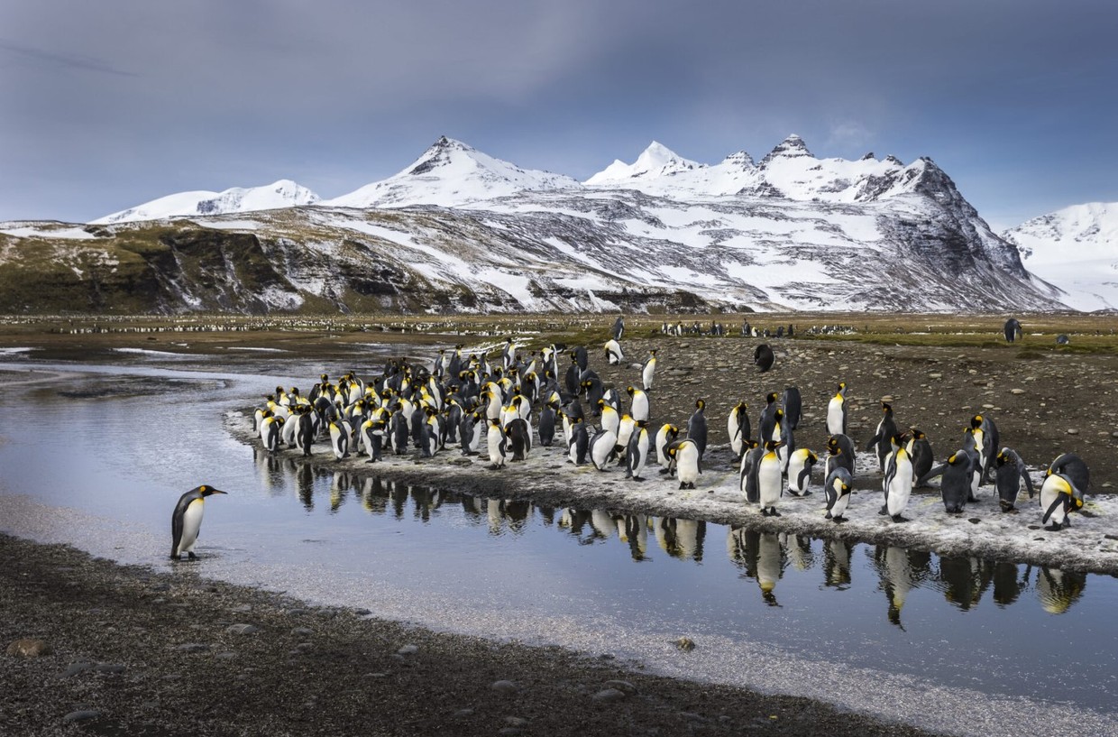 In Shackleton’s Footsteps – Antarctica & South Georgia Cruise