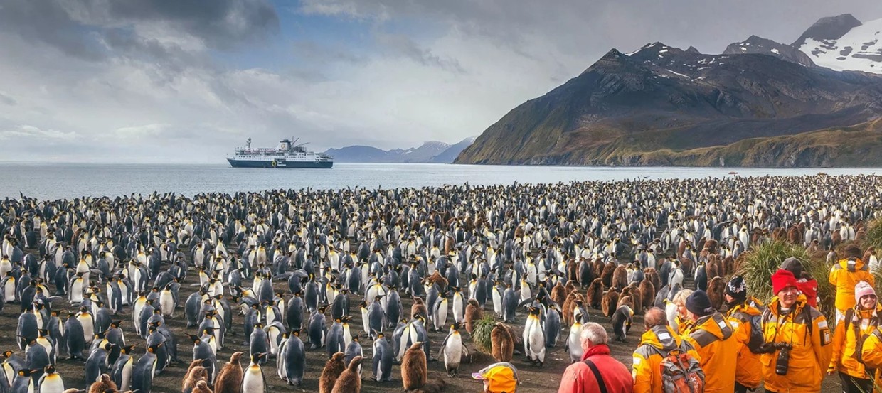 South Georgia and Antarctic Peninsula: Penguin Safari