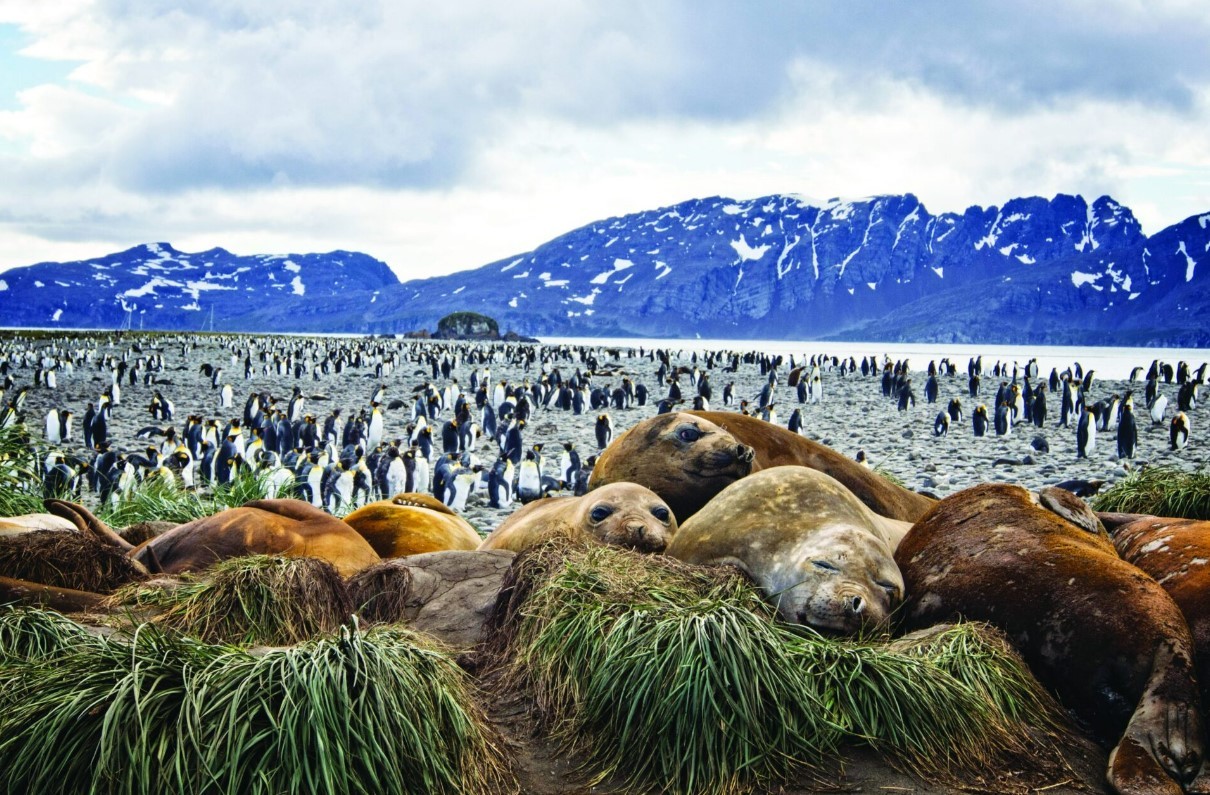 South Georgia & Antarctic Odyssey Featuring the South Sandwich Islands