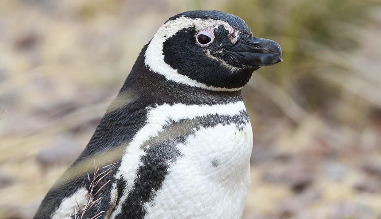 Falklands, South Georgia & Valdes Peninsula: in the Heart of the Wilderness