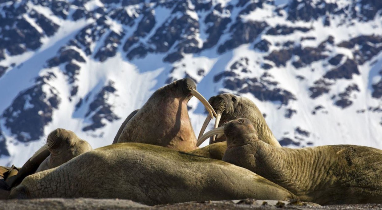 Natural Wonders of Svalbard – Explore Northern Svalbard on an 8 Day Expedition Micro Cruise