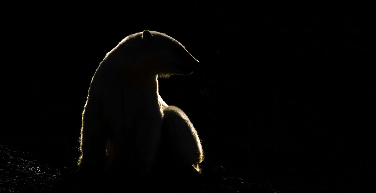 Spitsbergen Explorer Photo Expedition with Paul Goldstein