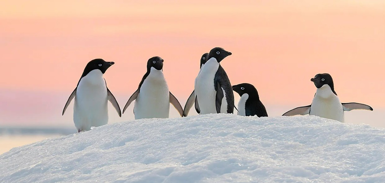 Unexplored East Antarctica & French Southern Lands – Luxury Expedition