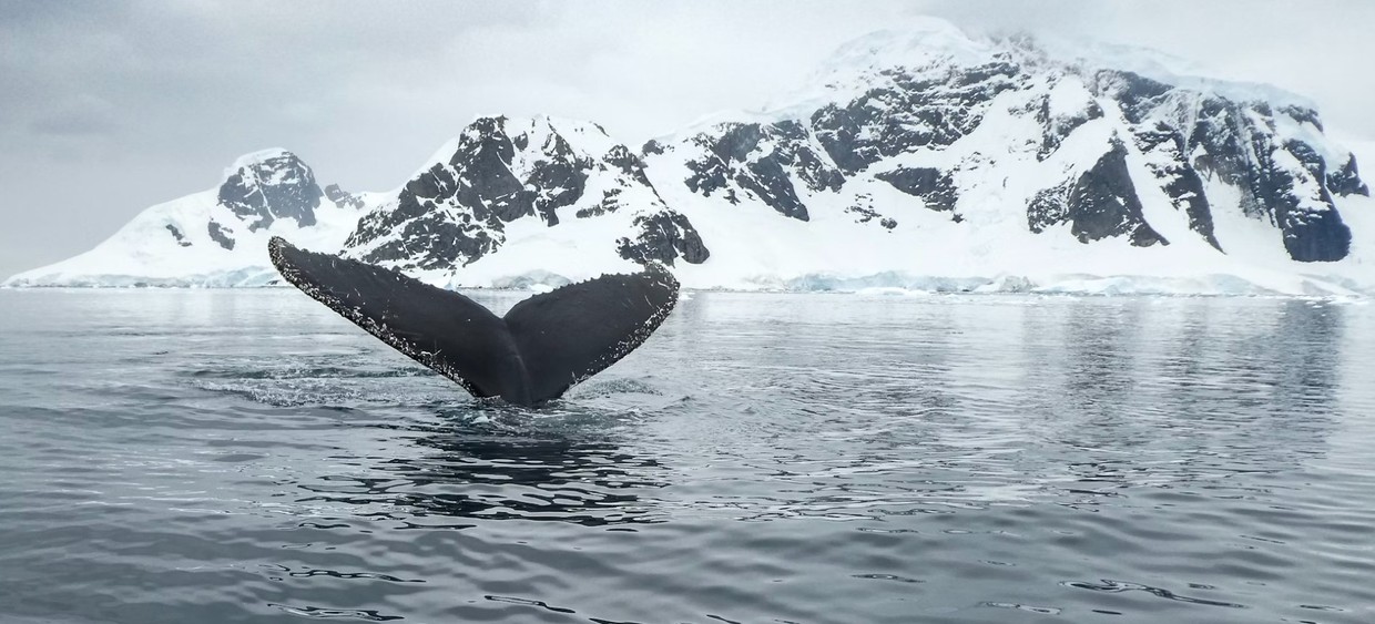 Whale Season in Antarctica – Ushuaia to Ushuaia Expedition