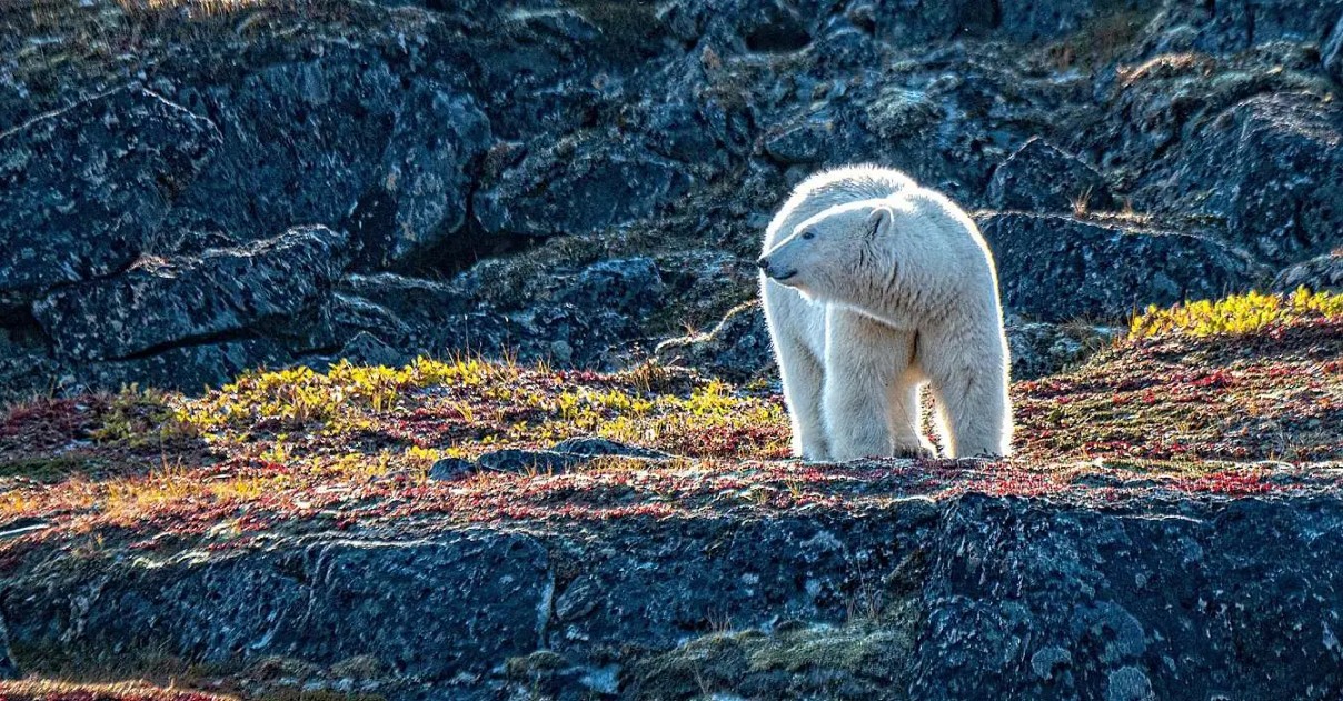 Greenland & Wild Labrador: A Torngat Mountains Adventure Cruise